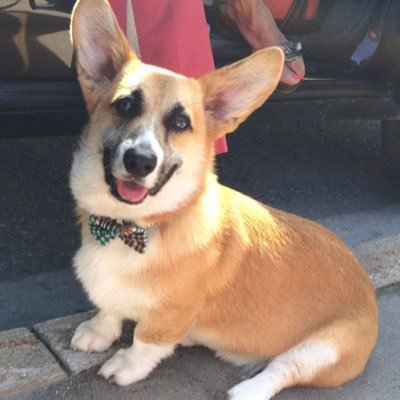 corgi_scout's profile picture. I’m a Pembroke Welsh Corgi
