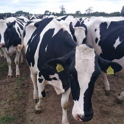 Husband and father of two super kids, work in the uk dairy industry and views are my own!!!