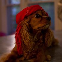 Joe Bailey, Jr. (@joebaileyjr) 's Twitter Profile Photo