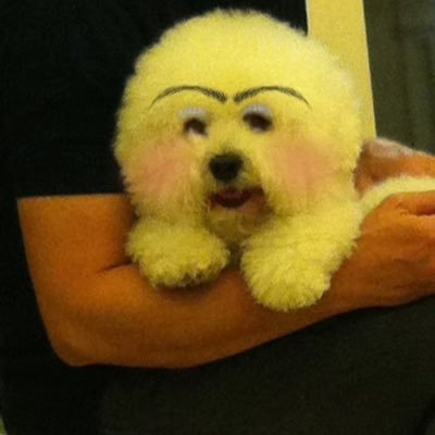 choy_terrence's profile picture. 