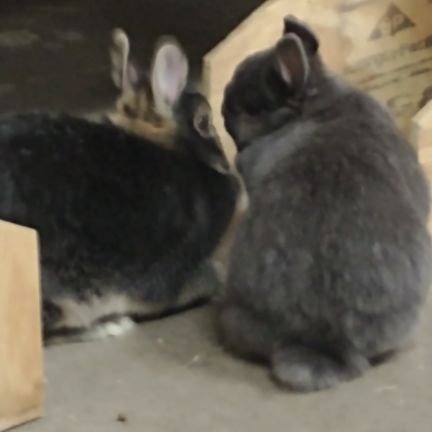 Rabbit (Netherland Dwarf) enthusiast, horse (Quarterhorse, Arabian). Pedigree, breeding, raising, nutrition, care, training, showing, companion animals.