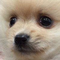 ポメラニアンのポメくん (@pome_pome_purin) 's Twitter Profile Photo ポメラニアンのポメくん (@pome_pome_purin) 's Twitter Profile Photo