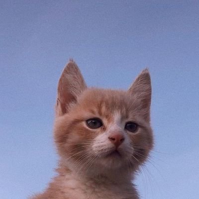 PINACOL89173914's profile picture. My name is Daniel, I am a graphic designer, I work on logos and corporate identity!