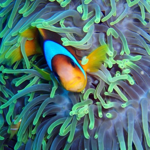 mangelslorca's profile picture. 