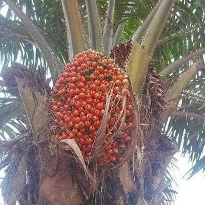 uche_ikechukwu's profile picture. My life and existence is directed by HIM. The Lord is my Shepherd!