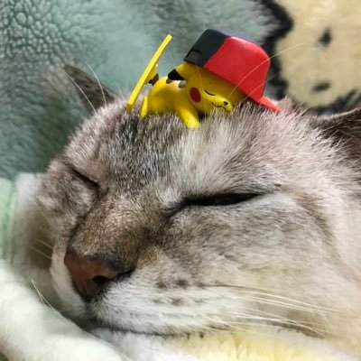 chikateacat Profile Picture