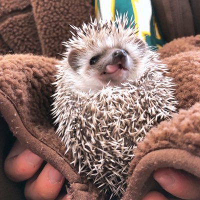 弟の家で飼っているハリネズミ🦔が子どもを産み 我が家へやってきました♪ 初めて飼うのでわからないことばかりですが色々教えてくださると嬉しいです😊