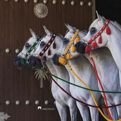 B4gL4t1kARXsJWz's profile picture. ٠٥٣٦٩١٧٦١٨