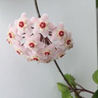 Alberto Blanco (@unolivico49) 's Twitter Profile