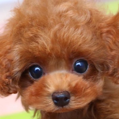 ᴿさんのプロフィール画像