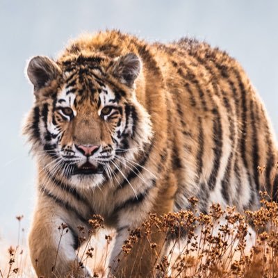 mani_thinesh's profile picture. சோழர் மண்ணின் மைந்தன்🔥🔥🔥தமிழன் 🔥தமிழ் எங்கள்❤️எங்கள் உயிருக்கு🩸நேர்💪🏽