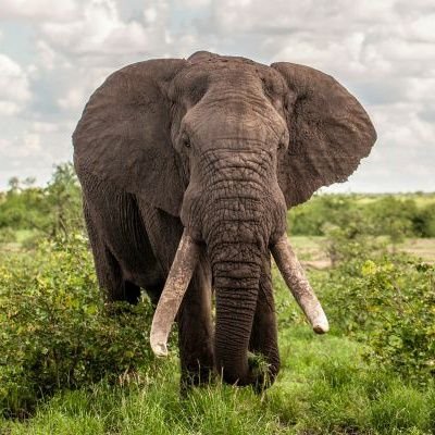 shebamakaia's profile picture. 