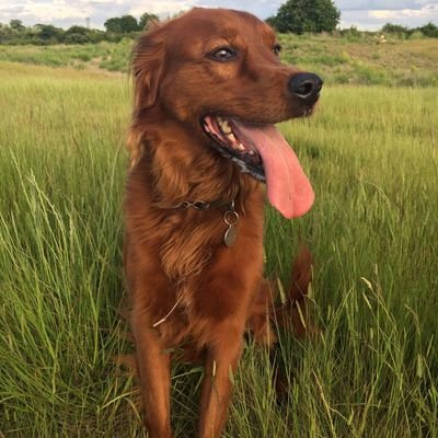 Dusty19646's profile picture. Engineer by trade, now selling what I used to fix,can’t stand woke, Opinions are my own.