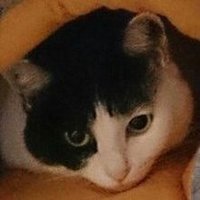 すわ (@suwacchi_napier) Twitter profile photo