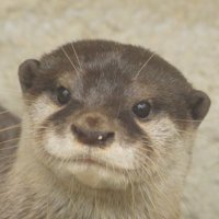 うそったー(@uso_otter) 's Twitter Profile Photo