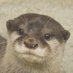 うそったー (@uso_otter) Twitter profile photo うそったー (@uso_otter) Twitter profile photo