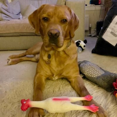 Fox red Labrador living with my Hoomans @natalamcc. I love food, tennis balls 🎾, swimming and sticks. Oh and I like food. Got snacks?