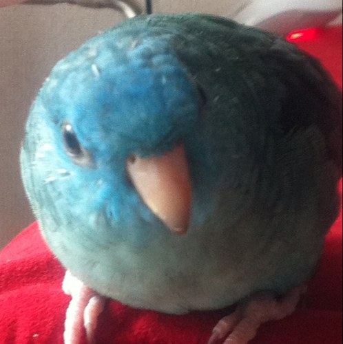 mitsugoma's profile picture. サザナミインコを飼っています。名前はモッチ。最初餅みたいにまあるいこだったから。   追記）2010.12.08〜2022.05.14🌈　11歳でお空に旅立ちました🌈