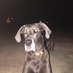 Angie H (@avhpatriot) Twitter profile photo Angie H (@avhpatriot) Twitter profile photo