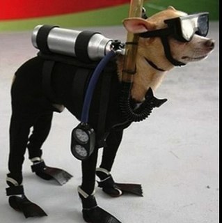 SiserSose's profile picture. 