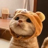 ๊ณ ์์ด ๐พ (@9898_s2) 's Twitter Profile Photo ๊ณ ์์ด ๐พ (@9898_s2) 's Twitter Profile Photo