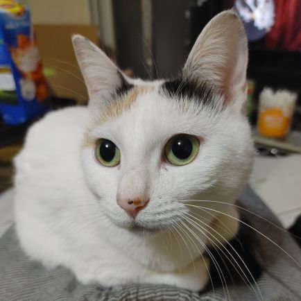 ZagKR8BwYW5WQDk's profile picture. よろしくね！YouTubeでモンハンとかとかとか色々放送してまーす。YouTubeではぐりぐりと申します。チャンネル登録とかに来てくれるとうれしいなーw