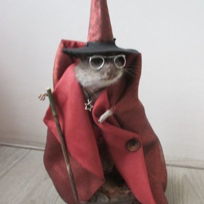 whiskarow's profile picture. 20 💀