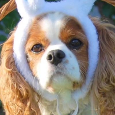 CooperWootten's profile picture. Spaniel🐶 100% Natural Furry💁🏽‍♀️ Christian⛪️ Loves commenting “not funny” on funny posts & jeepin’❤️ Hates rap & A-holes🖕🏽Quote: He who smelt it dealt it