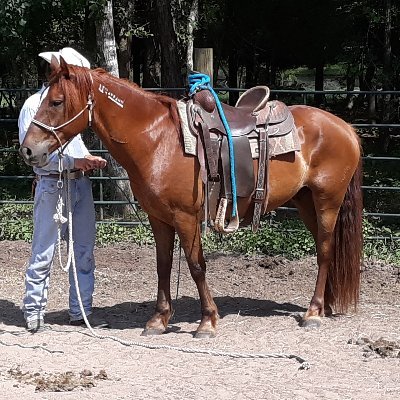 MHABS is Texas non-profit corporation and IRS 501(c)(3) charitable organization acquires, gentles,  trains and rehomes mustangs.