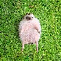 Sad Hedgehog (@cdgehog) 's Twitter Profile