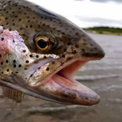 TroutsAndAbout's profile picture. Let’s go fishing 🎣 🚀 Not a financial advisor, just a trout taking on the sharks. Follow for the #TroutsDailyPoll