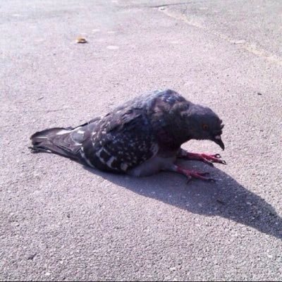 dankmemes087's profile picture. 