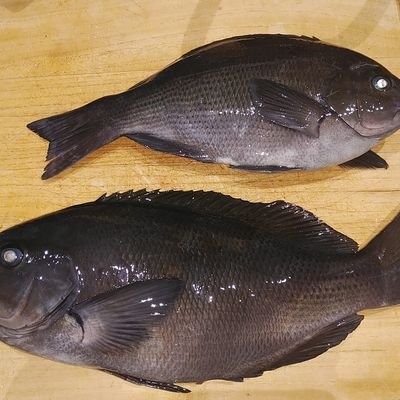 vfr400r8611's profile picture. 磯釣りメインですが、船釣り･ルアー･チョイ投げ･鮎の投網…釣り関係全般やります😤👍

あと…　アコースティックギターとボイストレーニング真っ最中の音楽ハイパー初心者🔰😅　　

NC30修理中…いつ直す事やら…😅　　

若い頃から多趣味で趣味貧乏っ😤👍