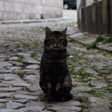 _p0l1t1k's profile picture. KPOPと映画とホラーとプロレスが好きな脚本家。シンカリオンCW、ドラえもん、アンパンマン観てね！その他、名前の出てないあれやこれや…お仕事のご相談やご連絡はDMまで💎