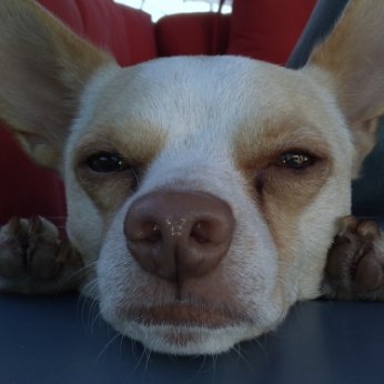 AFarkas05596549's profile picture. FX Troll