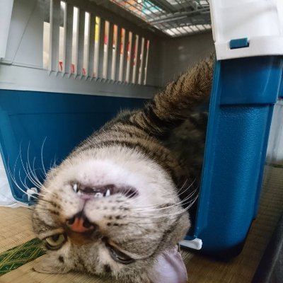 Miruru猫 Miruru Twitter