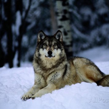 Cryptowolf68 Profile