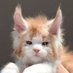 🦁🇺🇲🦁 G (@gladyssmith_cat) Twitter profile photo 🦁🇺🇲🦁 G (@gladyssmith_cat) Twitter profile photo