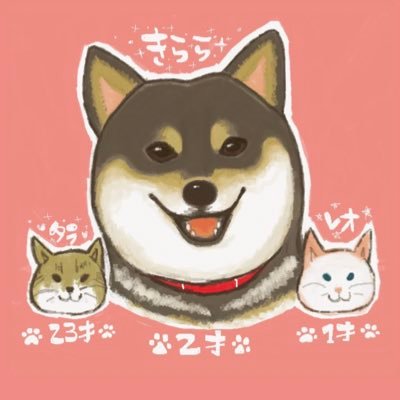 黒柴希星きらら♀と黒柴秋希（2）双子黒柴と真っ白猫レオ（1）猫のタラさん先代犬ジャックゆきお空組のママです〜元保護犬保護猫家の子をアップしていきますです。銀牙伝説シリーズ大好き😁カエル🐸も大好きです🐸無言フォロー失礼します。#黒柴双子姉妹#犬#猫#シンクロ #黒柴#白猫#猫と犬 写真の無断転載禁止😣