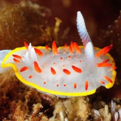 NUDIBRANCHS DAILY 🐚 posting sea slugs every single day ✨