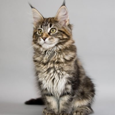 a_hitorigoto_22's profile picture. 気が強すぎ男気のある女。こだわり強い九州男児無理✋死ぬほど嫌い。結婚も離婚も経験済。仕事中心の生活。5歳まで台湾住。台日ハーフ🇹🇼🇯🇵どちらも自分の祖国。叔父は元台湾海軍艦長で元特殊部隊。初恋は真っ白い海兵軍服の叔父💕今は退役済。台湾狙うかの国嫌い。台湾で起業が夢。でも最近トランプ大統領に恋してる💕