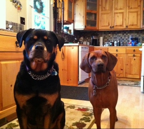 Coondogreba's profile picture. 