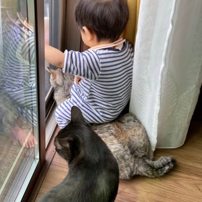 2歳👦4歳👧2歳差育児、兄妹（姉弟？）猫2匹と毎日満喫中！子供と猫って似てるな〜と思うこの頃…。面白い日常を中心に呟きます。無言フォローOK🙆‍♀️お気軽にお立ち寄り下さい🐾