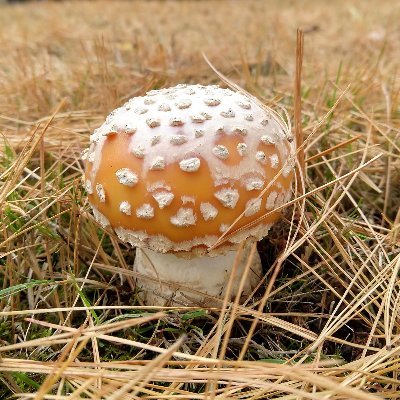 eatabillionaire's profile picture. defund X, join nostr