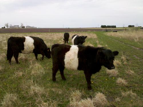 Homestead_H's profile picture. Homestead Harvests provides locally grown food using environmentally sustainable practices. Grass-fed beef and a young apple orchard!
