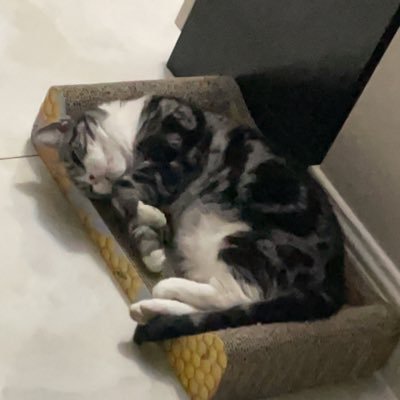 gorushlang's profile picture. Bg