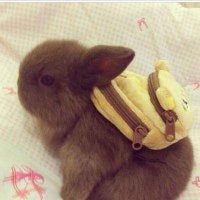 Nicole Just 🏳️🌈 🇮🇪 (@consultingbunny) 's Twitter Profile