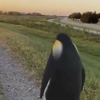 Deftex (@zdeftex) 's Twitter Profile