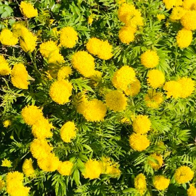 楽しくワクワク😍自らを生きよう🌈 神様が好き❣️ 神様のお役に立ちたいのだと最近強く思った❣️ 前々から思ってたけど欲にまみれて忘れてました、でもちゃんと気付いたよ💖　第二のリスタート開始😆😆　みんな、いつもありがとう💕　お陰様です☺️