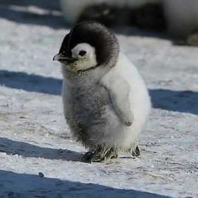 ペンギンを愛しみつつ、森脇健児さんを応援しています。コツコツが勝つコツ✨　中村繁之さん、TUBEも長きに
渡り応援しています。
また愛の不時着から韓国ドラマにはまり、ヒョンビンssi、テギョンssi、チソンssi、パク・ソジュンssi、チョン・ヘインssi、キム・スヒョンssi推してます。